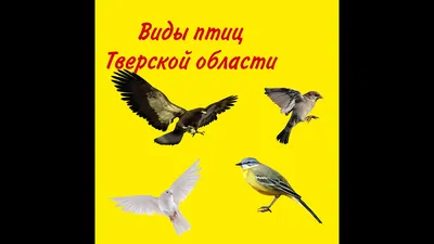 Пеночка (Тверской области) | Пикабу