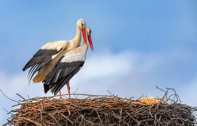 Птицы Новгородской области / Birds of Novgorod Oblast's Journal ·  iNaturalist