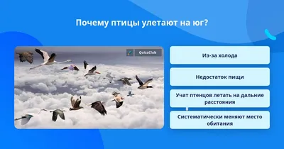 Многие птицы улетают осенью на юг. Зачем же они возвращаются весной? |  Известное и неизвестное | Дзен