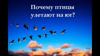 Птицы улетели на юг, а ты остался. | на дальней станции сойду | ВКонтакте