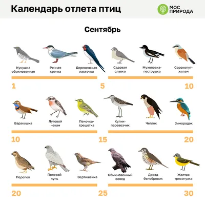 Снова птицы в стаи собираются… – Муниципальное бюджетное учреждение «  Межпоселенческая централизованная библиотечная система Зырянского района»