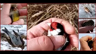 uralbirds - #Вьюрок #Brambling Fringilla montifringilla #птицыроссии  #птицыевропы #naturephotography #natgeoru #birdwatchers #birdlife  #natgeorussia #wwfrussia #рго #сфдп #russianbirds #uralbirds  #birdsofinstagram #nuts_about_birds #birdwatching ...