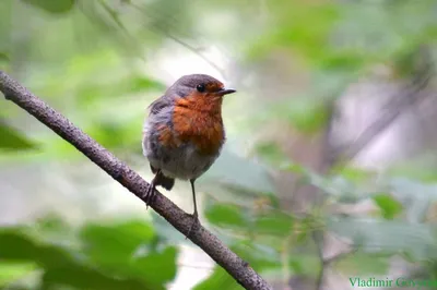 Птицы Новгородской области / Birds of Novgorod Oblast's Journal ·  iNaturalist