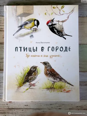 Птицы в городе и причины колебания их численности