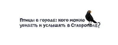 Птицы нашего города – Бібліятэка імя Я. Ф. Карскага