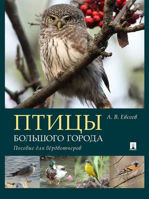 Купить книгу «птицы в городе» по выгодной цене в интернет-магазине Думка.  Есть на складе, доставка сегодня или самовывоз.