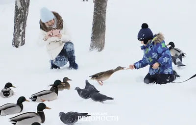 Голодные птицы в городе в подавать зимы ждать Стоковое Изображение -  изображение насчитывающей фауна, пуща: 109195515