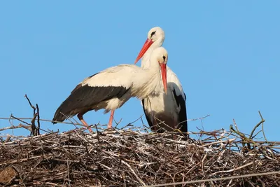 Курообразные России Отряд Курообразные (Galliformes) – птицы, различные по  величине: от очень крупных до.. | ВКонтакте