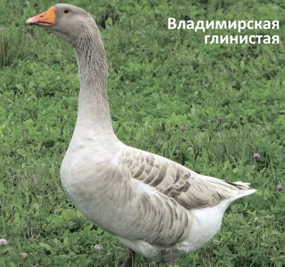 Во Владимирской области открывается сезон охоты - Карта охотника