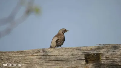 Птицы Новгородской области / Birds of Novgorod Oblast's Journal ·  iNaturalist