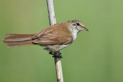 Птицы Новгородской области / Birds of Novgorod Oblast's Journal ·  iNaturalist