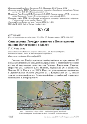 Экоконкурс «Накормим птиц зимой» в Вологде