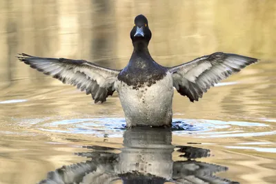 Птицы Новгородской области / Birds of Novgorod Oblast's Journal ·  iNaturalist