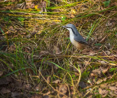 Птицы Новгородской области / Birds of Novgorod Oblast's Journal ·  iNaturalist