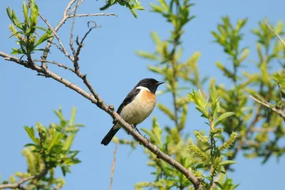 Фотография Рябинник (Turdus pilaris) слёток. Череповец, Вологодская область  | Фотобанк ГеоФото/GeoPhoto | GetImages Group