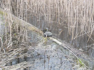 Кадастр птиц (Aves) Воронежской области: двадцать лет спустя – тема научной  статьи по биологическим наукам читайте бесплатно текст  научно-исследовательской работы в электронной библиотеке КиберЛенинка