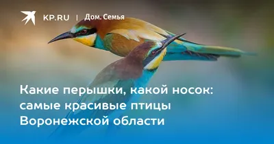 Птицы Черноземья, Воронежский государственный педагогический университет