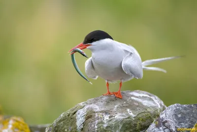 Гнёзда птиц Сибири и сопредельных регионов. Том 1 | Nests of birds of  Siberia and neighboring regions. Vol. 1.