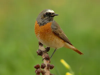 Гнёзда птиц Сибири и сопредельных регионов. Том 1 | Nests of birds of  Siberia and neighboring regions. Vol. 1.