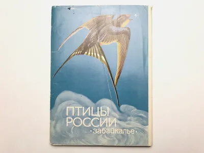 Птицы Байкала (1 июня - 11 июня 2021). Бёрдинг-туры в Сибири. Птицы Сибири.