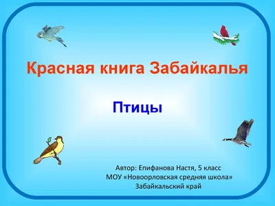 В Забайкалье отмечено первое в этом году появление перелетных птиц