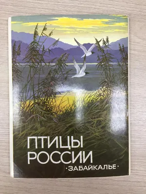 Первые перелетные птицы вернулись на юго-восток Забайкалья | Забайкальский  рабочий