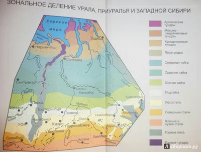 Библиотека любителя природы. \"Птицы Европейской части России\", В. К.  Рябицев. Отзыв на определитель | Птицы в большом городе | Дзен