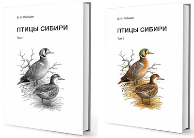 Птицы Сибири. Редкие встречи и находки.