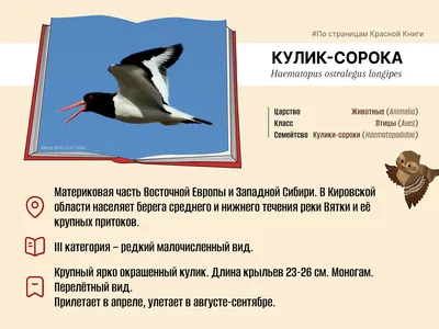 Тайна сибирского гостя: откуда у нас взялся урагус? – Троицкий вариант —  Наука