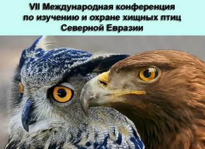 Иллюстрация 10 из 38 для Птицы Урала, Приуралья и Западной Сибири.  Справочник-определитель - Вадим Рябицев |