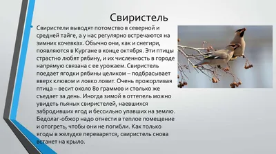 Зауральцев – любителей природы приглашаем принять участие во Всемирных днях  наблюдения за пернатыми