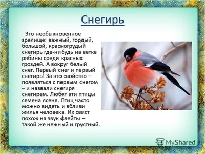 Презентация на тему: \"Зимующие птицы Саратовской области Презентацию  подготовил: Бабушкин Александр ученик МУ СОШ 5 1 «А» класса Саратов 2013.\".  Скачать бесплатно и без регистрации.