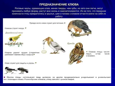 Почему зимующие птицы в Сочи не нуждаются в подкормке? | 12.11.2023 | Сочи  - БезФормата