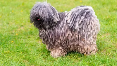 Пули (Hungarian Puli) (Породы собак) венгерская пастушья собака, пастушьи  породы собак, пастушья порода, горная собака, венгерская овчарка,  венгерские овчарки, венгерский пули Энциклопедия о животных EGIDA.BY