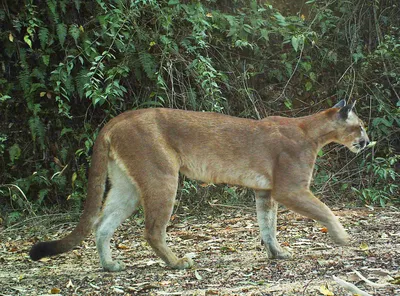 Pumas and cougars guide: what's the difference between them, where do they  live and what do they eat? - Discover Wildlife