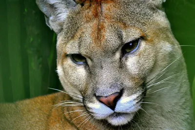 What one photographer learned after spending nearly a year with pumas