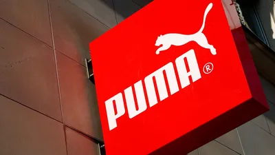 File:Puma concolor. Costa Rica.jpg - Wikipedia