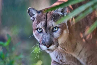 Puma Concolor Stock Photo - Download Image Now - Mountain Lion, Animals  Hunting, Photography - iStock