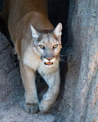 Puma Animal Facts | Felis concolor - A-Z Animals