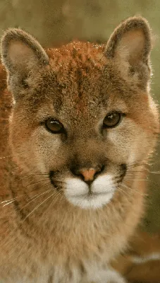 Pumas Interact With Nearly 500 Different Species