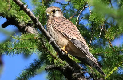 Common kestrel Обыкновенная пустельга распространённая хищная птица  Центральной Европы | Хищные птицы, Пустельга, Птицы