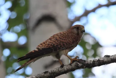 Воробьиная пустельга | Pet birds, Birds of prey, Wild birds