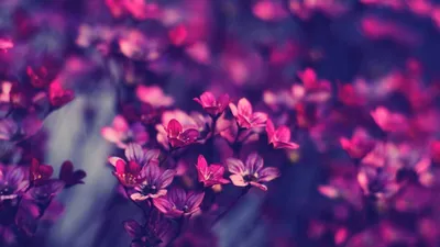 Картинки по запросу красивые картинки на рабочий стол | Purple flowers  wallpaper, Tumblr wallpaper, Pretty wallpapers