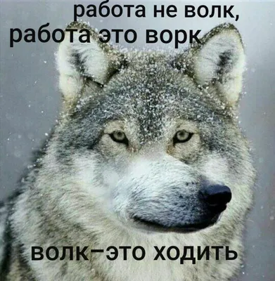 Работа не волк | Funny relatable memes, Funny photos, Best memes