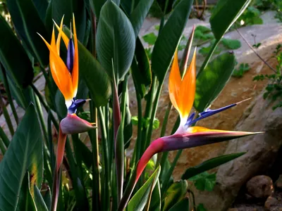 Красочная райская птица цветка - Strelitzia Reginae Стоковое Фото -  изображение насчитывающей свеже, цветок: 146130006