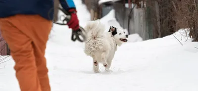 Витамины в рационе собак