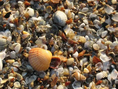 Shells. Ракушки. PNG. | Ракушки, Обои, Фоновые изображения