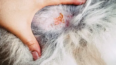 Рана после укуса клеща у собаки фото фото