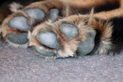 Если собака повредила подушечку на лапе. 🐾Порез подушечки. Чаще всего,  когда собака порезала на.. | ВКонтакте