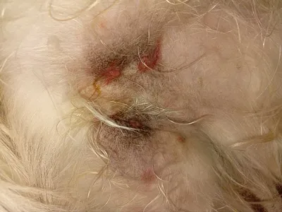 Псковичка показала синяки и раны после нападения на нее и ее пса бездомных  собак - МК Псков